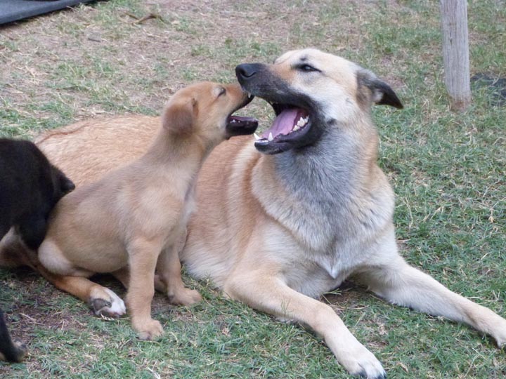 chinook dog